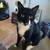 Rehoming cat 1 thumbnail