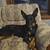 Super cute 1.5 year old Shepard/doberman mix puppy 1 thumbnail