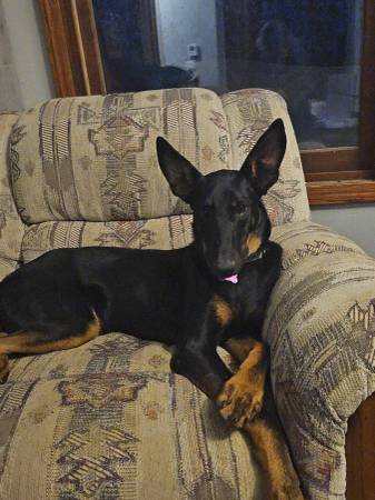 Super cute 1.5 year old Shepard/doberman mix puppy 1