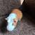 Male Guinea Pig 4 thumbnail