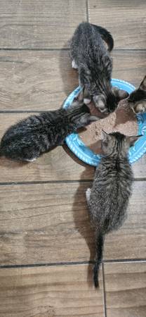 looking for furrever homes! (Woodbridge)