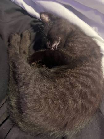 Cat 1
