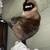 Siamese Cat 4 thumbnail