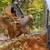 🌳 STUMP REMOVAL & GRINDING – FREE ESTIMATES – ORLANDO 📍 12 thumbnail