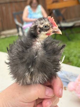 Serama cockerel 2 months (Cottonwood)