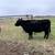 American Aberdeen Angus 1 thumbnail