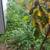 Yard Clean-ups MOWING WEEDING TRIMMING BARK MULCH COMPOST 21 thumbnail
