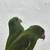 Canary wing 3 thumbnail