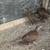 Silver pheasant chicks 1 thumbnail