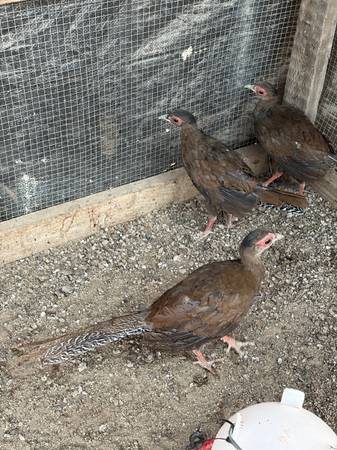 Silver pheasant chicks 1