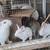 Rabbits 2 thumbnail