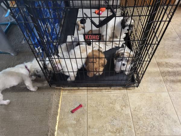 Havashu (shih tzu + Havanese) puppies63896773477762123