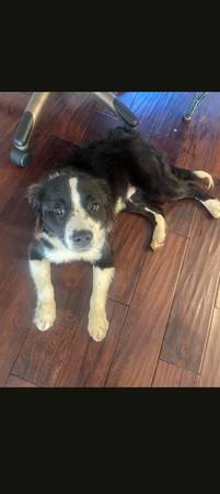 Cocker spaniel puppy (Sacramento)