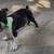 Boston terrier 1 thumbnail