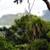 Curly/Sentry Palms  /////  HOWEA belmoreana 5 thumbnail