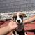 Boxer puppies 6 thumbnail