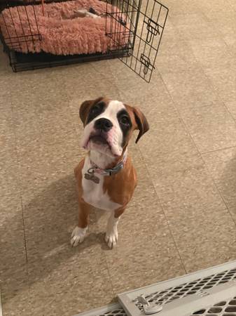 rehoming 4 month old boxer (Bronx)63887462678017123