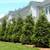 Windbreak, property line, or residential trees! 3-4 footers! 5 thumbnail