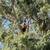 TREE CLIMBER 4 thumbnail
