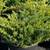 Juniperus horizontalis 'Andorra Compacta' DELIVERY AVAILABLE 2 thumbnail