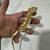 Crested gecko 2 thumbnail