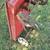 Vintage Aluminum Red Wagon 6 thumbnail
