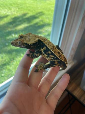 Pinstripe crested gecko pair (Butler)63280373534979121