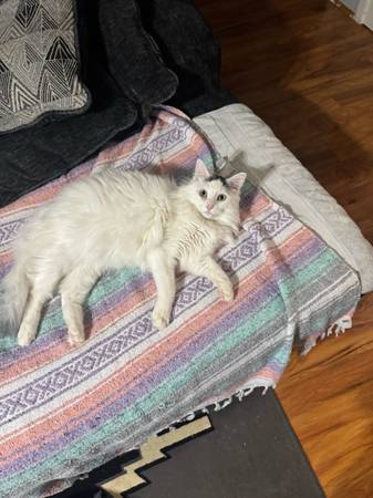 Rehoming year old cat (Everett)63885717286275121