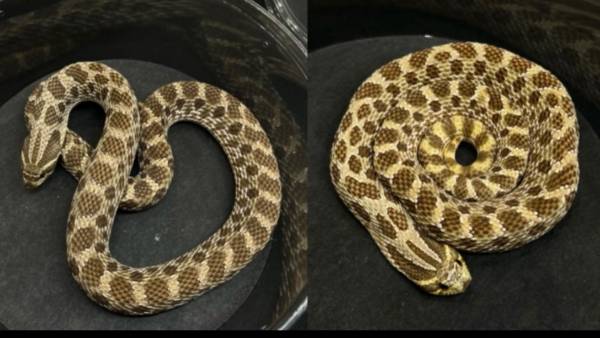Breeding Pair of Western Hognose het Axanthic (Elberfeld)64147995865985120