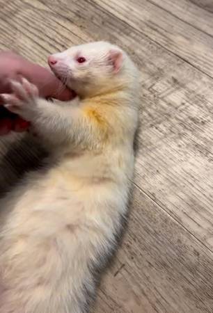 Two ferrets, cage, and accessories63791636131457121