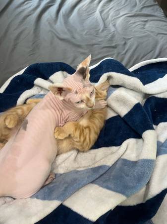 Sphynx cat (Chicago)64174380082177124