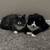 rehoming 2 bonded male cats 1 year and 9 months old 1 thumbnail