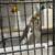 Cockatiels 3 thumbnail