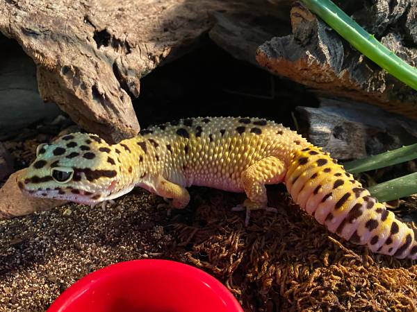 Rehoming Leopard Gecko everything included (Tigard)63916332958851123