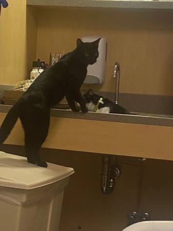 Lost Male Black Cat (Venice bl and Cattaragus)63829968151171121