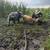 Kune kune pigs 3 thumbnail