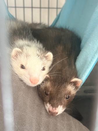 Ferrets 1