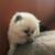 Ragdoll/Persian kitten (female) 12 thumbnail
