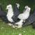 Pigeons for sale 11 thumbnail