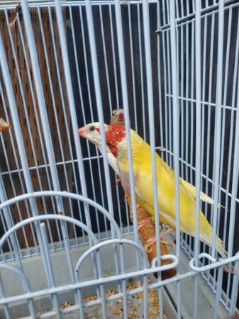 Gouldians (fremont / union city / newark)63890025481091120