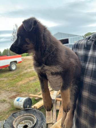 Puppies Ready for Rehomin (Detroit Lakes)63678103811457120