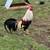 Gamefowl 1 thumbnail