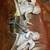 Baroque Cherub Mirror 3 thumbnail