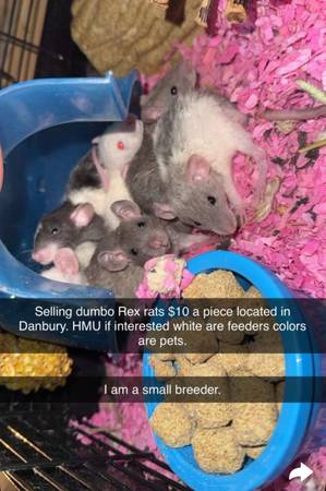 SMALL DUMBO REXS 1