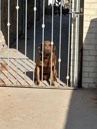 Pure bred Chocolate Lab64022505163522120