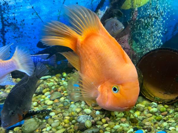 Beautiful Giant Parrot Fish 1