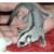 Standard Grey Female Sugar Glider Joey Ready Now 2 thumbnail
