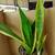 Snake Plant Gold Flame House Plant 2 thumbnail