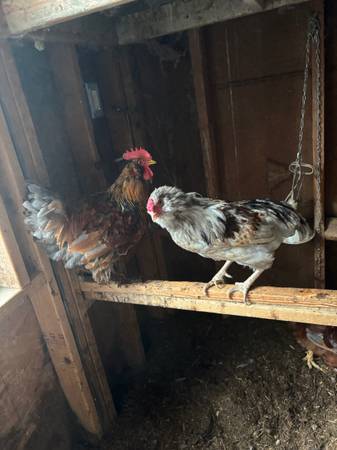 Chickens roasters 1