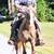 FOR ADOPTION - Heartland Equine Rescue -11yr Rocky Cross Pony 15 thumbnail